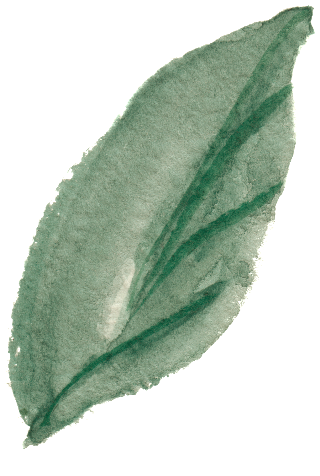 Png De Cristal Transparente De Ramas Y Hojas Ornamentales - Perennial Plant (1024x1538), Png Download
