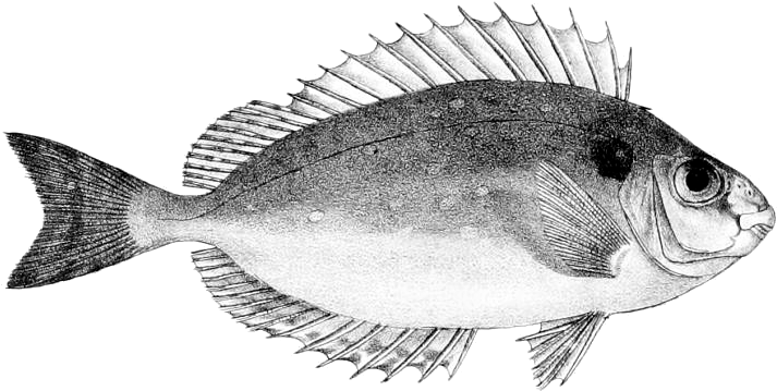 Siganus Canaliculatus (800x450), Png Download