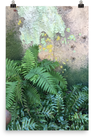 Ferns Print (600x600), Png Download