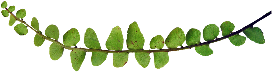 Fern, Small Leaf, Plant - Stock.xchng (960x718), Png Download