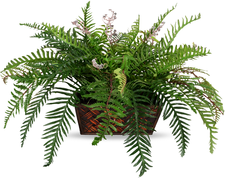 Roystonea (780x600), Png Download