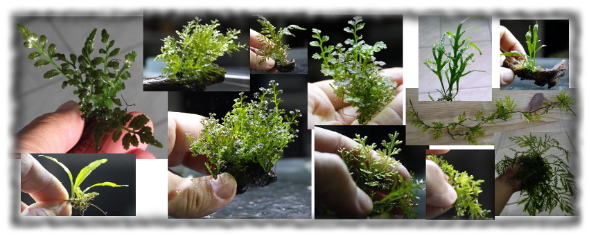 Bonsai (1110x340), Png Download