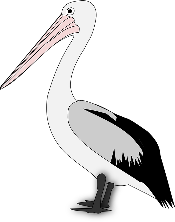 Pelican Png Transparent - Pelican Graphics (563x720), Png Download