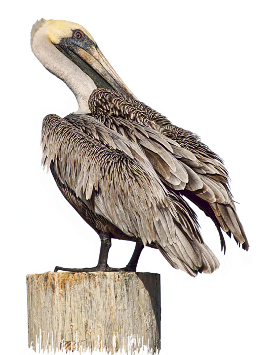 Click And Drag To Re-position The Image, If Desired - Brown Pelican (567x700), Png Download