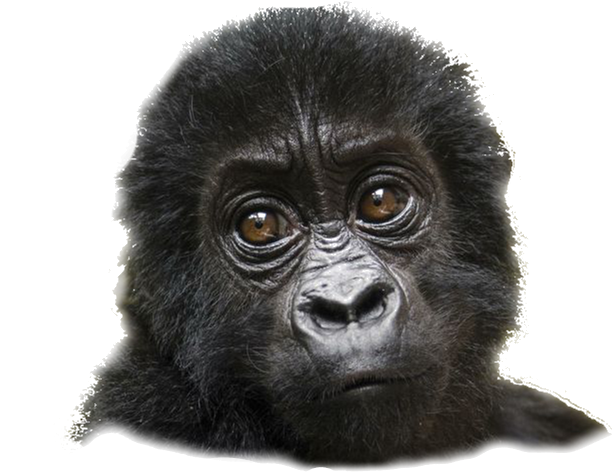 Mountain Gorilla (1136x1387), Png Download