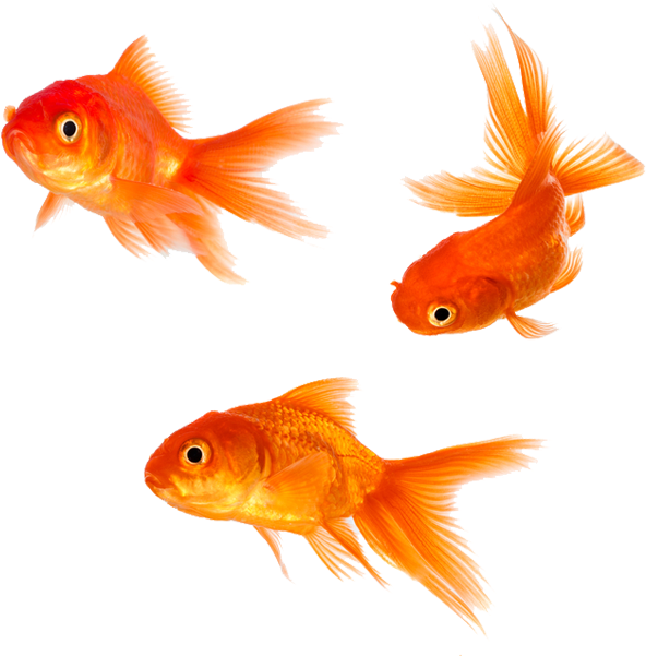 Goldfish Png (600x600), Png Download