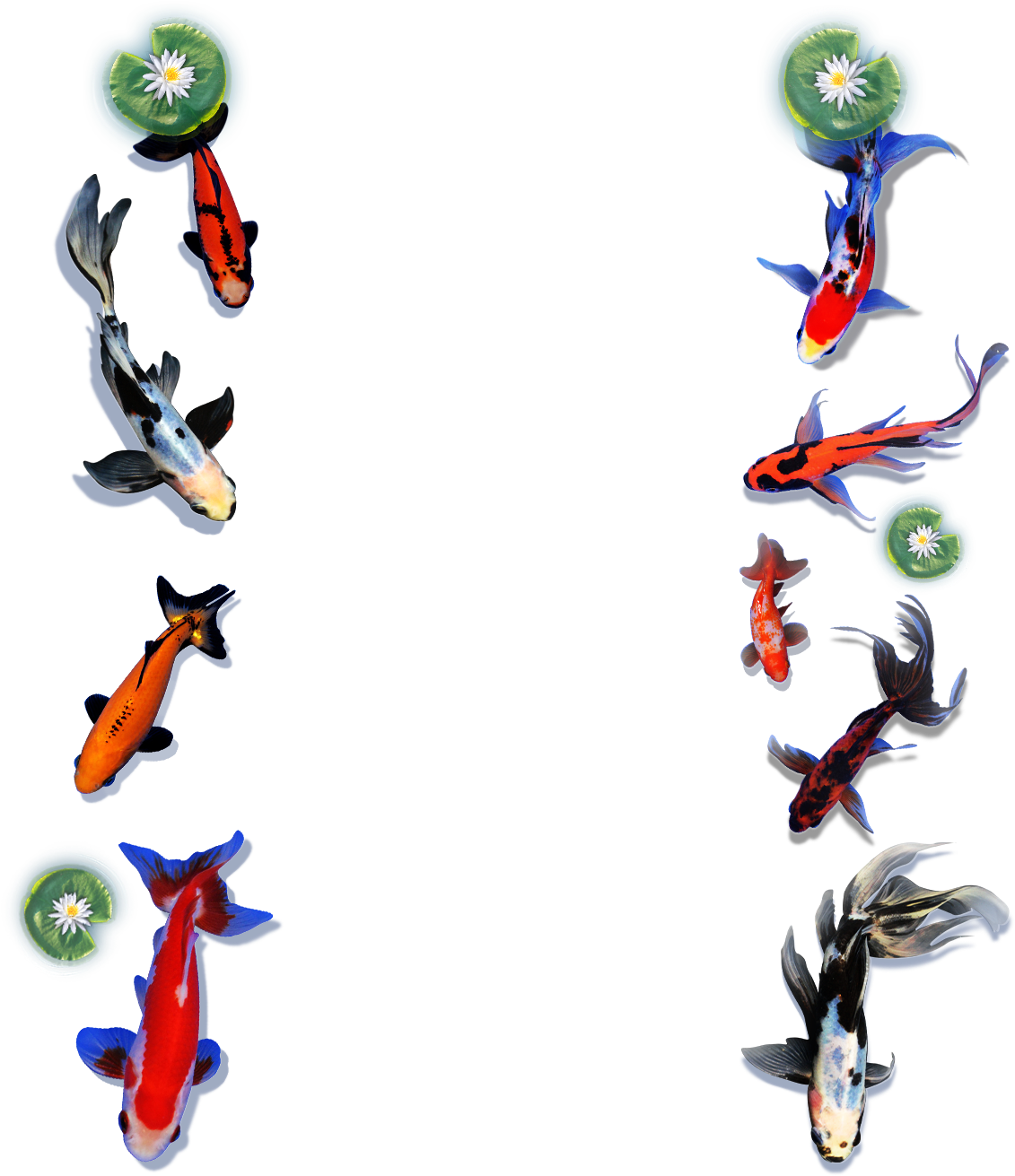Koi To The World Offers A Wide Variety Of Goldfish - Animal Figure (1164x1580), Png Download