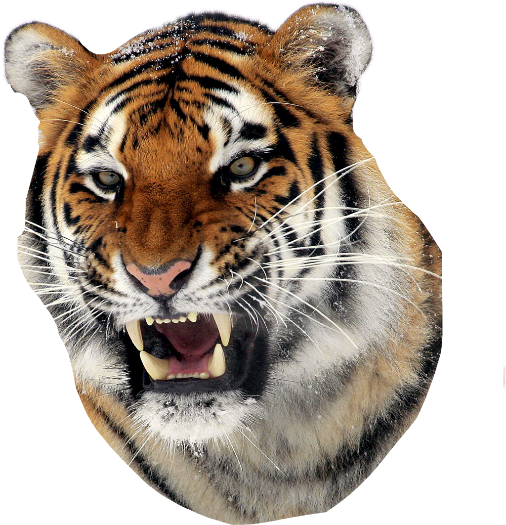 Tiger Sticker - Tiger Steps Back Quote (1024x1062), Png Download