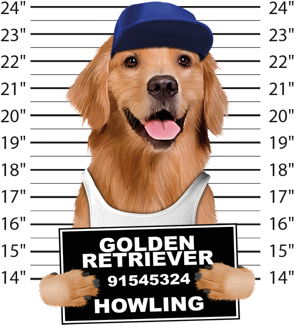 Golden Retriever Mugshot - Dog Mugshots (675x675), Png Download