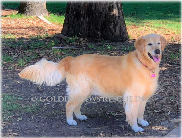 Donate To Petrescue - Golden Retriever (638x638), Png Download