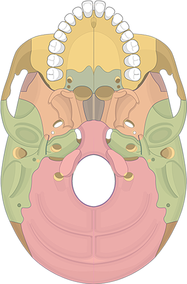 Bone Markings Quiz Bones View Featured Image - Pterygoid Process (1200x630), Png Download