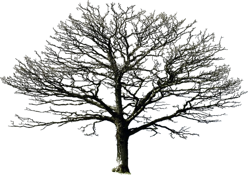 Bare Tree Png By Doloresminet - Bare Tree Png (800x567), Png Download