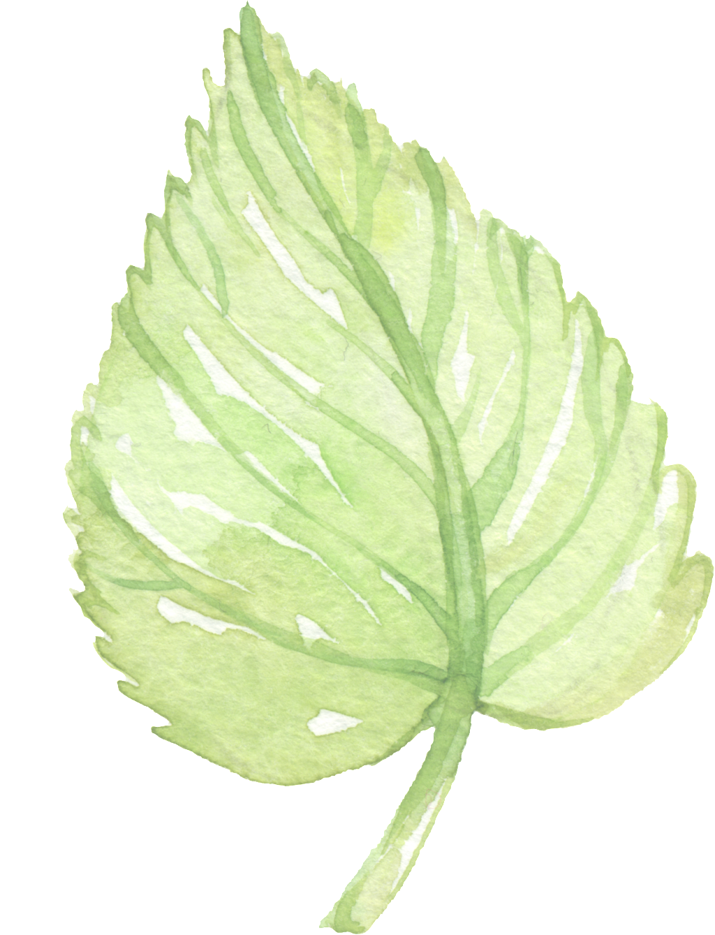 Hand Painted Green Leaf Png Element - Slippery Elm (1024x1339), Png Download