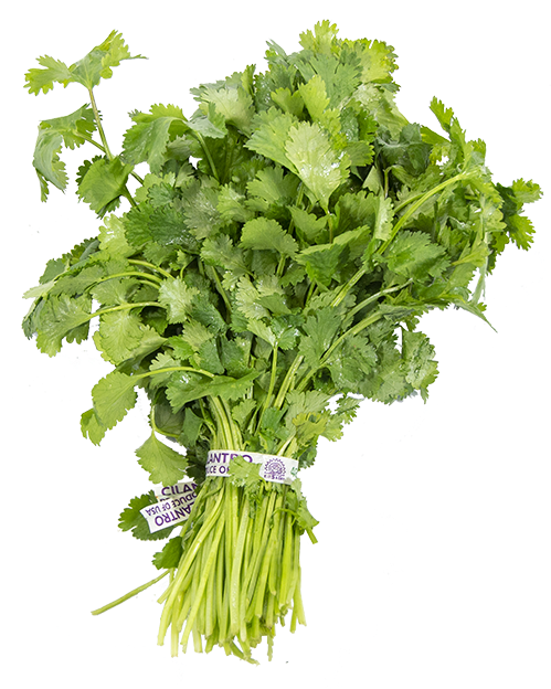 Cilantro - Parsley (511x623), Png Download