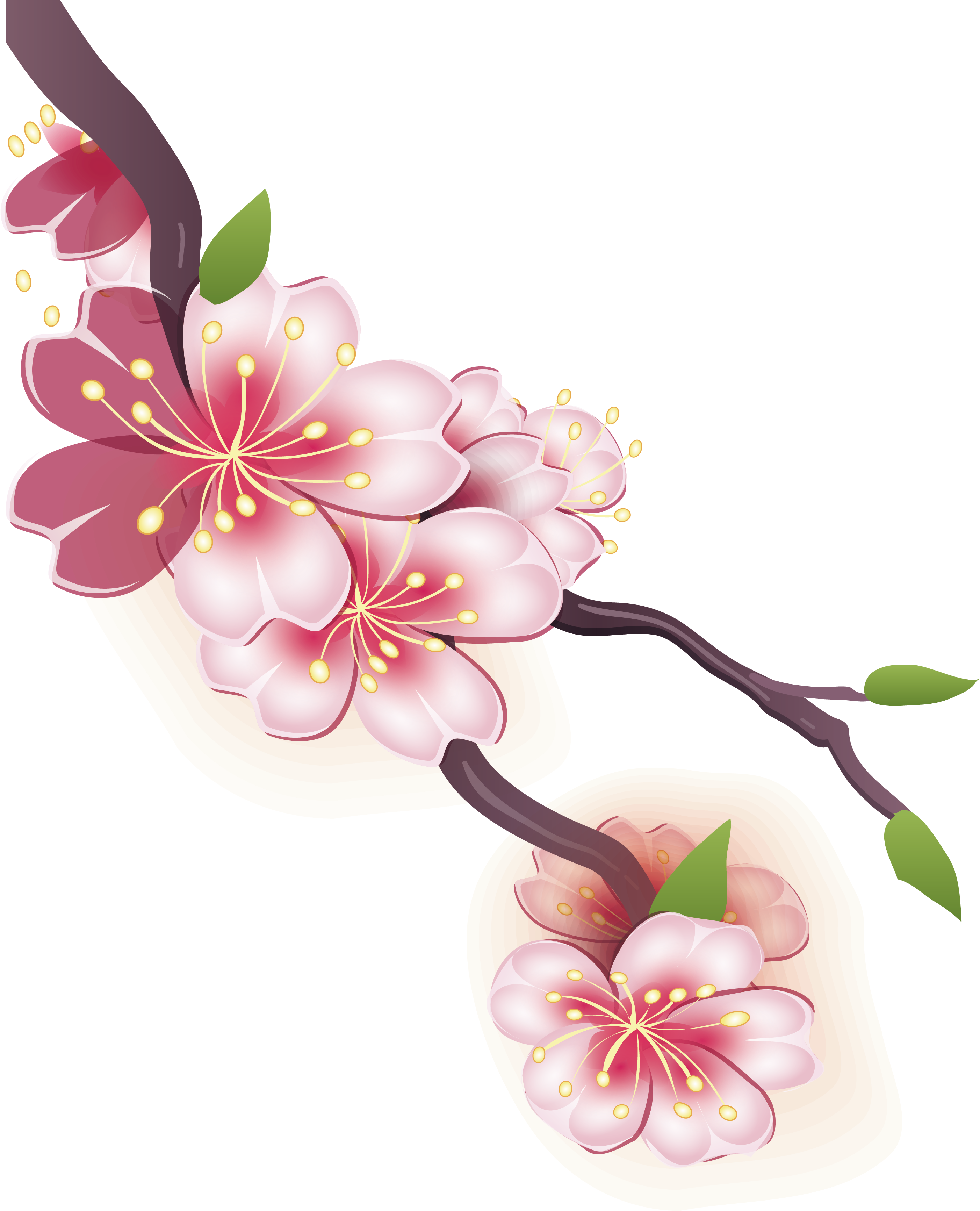 Drawn Cherry Blossom Design - Drawing Of Cherry Blossom (3010x3498), Png Download