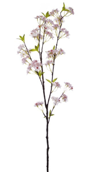 Magnolia (700x700), Png Download