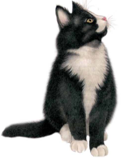 Tubes Png Chats - Tube Png Chat (500x638), Png Download