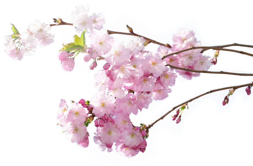 10 Pm 434073 Holiday Independence Day 12/26/2016 - Cherry Blossom (1360x645), Png Download