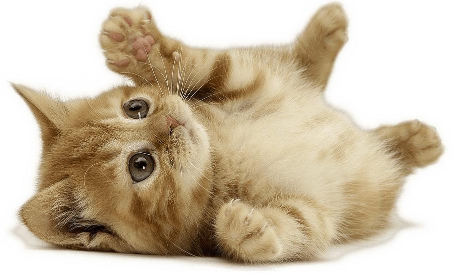 13 - Dünyanın En Şirin Hayvanı (900x545), Png Download