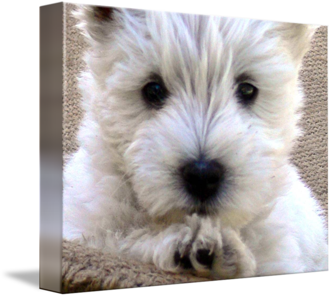 By West Highland White - West Highland White Terrier (650x581), Png Download
