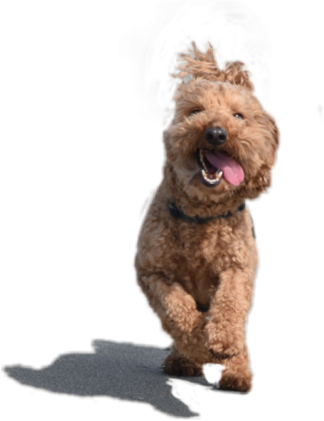 Adorablepup Dog Puppy Adorable Adorablepuppy Cute Pup - Companion Dog (1024x1024), Png Download