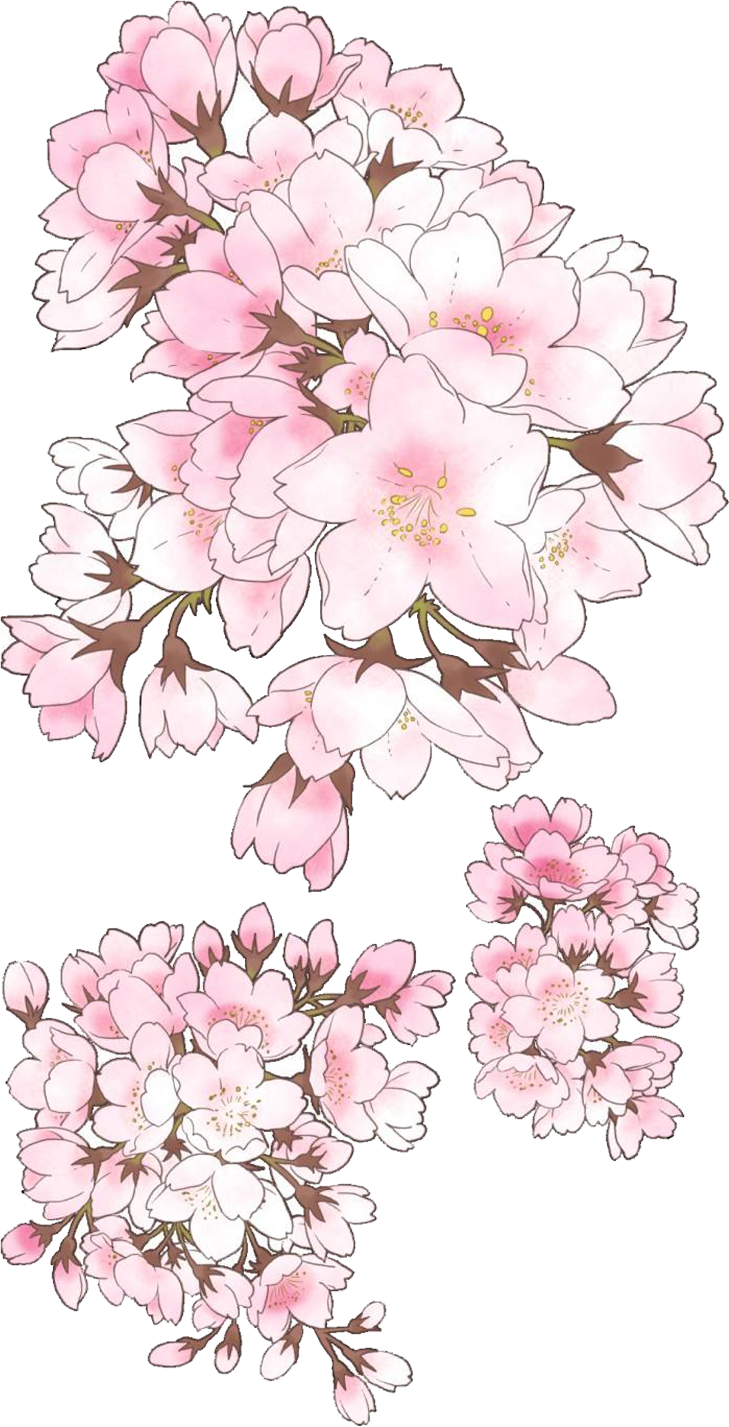 Drawn Cherry Blossom Hand - Mountain Laurel (2362x2362), Png Download