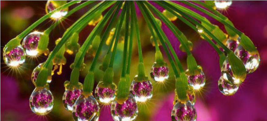 Flower Water Drop Reflection (870x580), Png Download