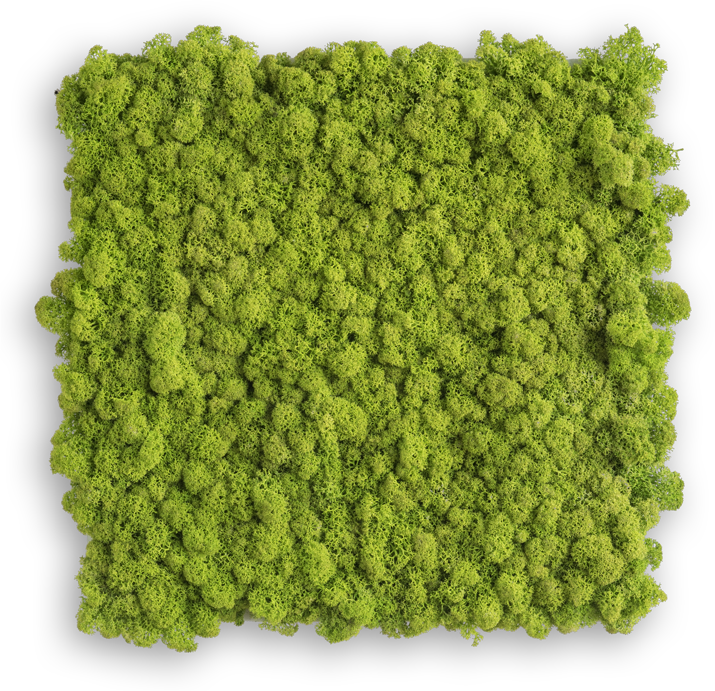 Rendiermos Schilderij 35 Cms X 35 Cms Mg - Stylegreen Islandmoos (1500x1437), Png Download