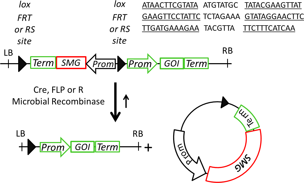 Figure 3 - - Marker Genes (1213x739), Png Download