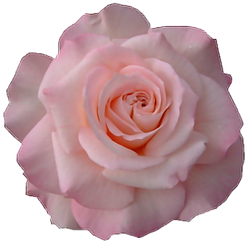 Tumblr Flower Transparent - Floribunda (1024x987), Png Download
