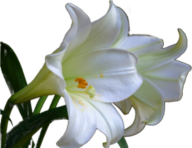 Easter Sunday Easter Lily (640x480), Png Download