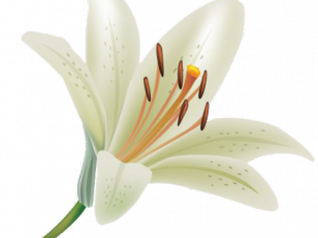 Lily Clipart Transparent Background - Lily Flower Transparent Background (640x480), Png Download