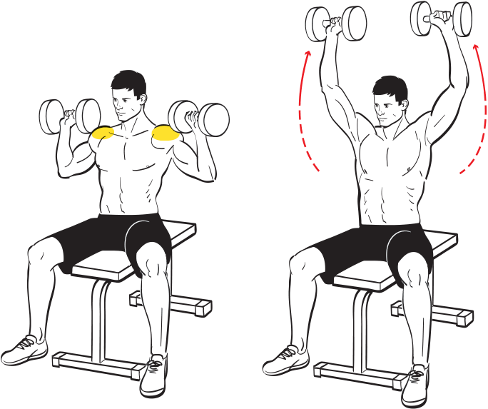 Seated Military Press - Biceps Curl (802x592), Png Download