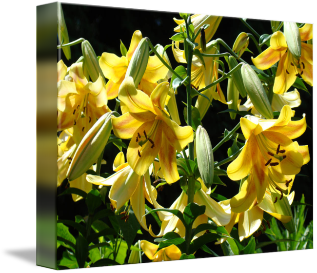 Lilies Yellow Lily Art Prints Floral Basle - Lily Flower (650x560), Png Download