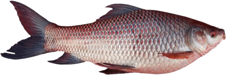 Free Png Download Ghol Fish Png Png Images Background - Rohu Fish Tamil Name (850x638), Png Download