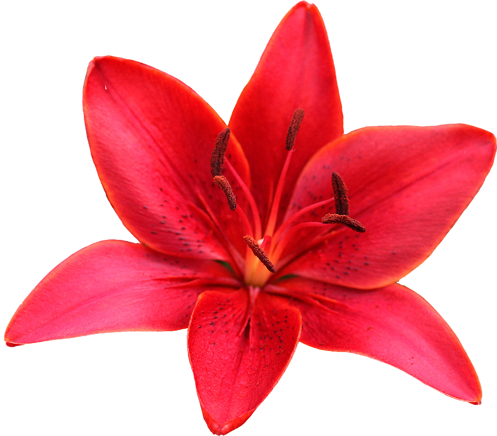 Lily Sticker - Orange Lily (1024x898), Png Download