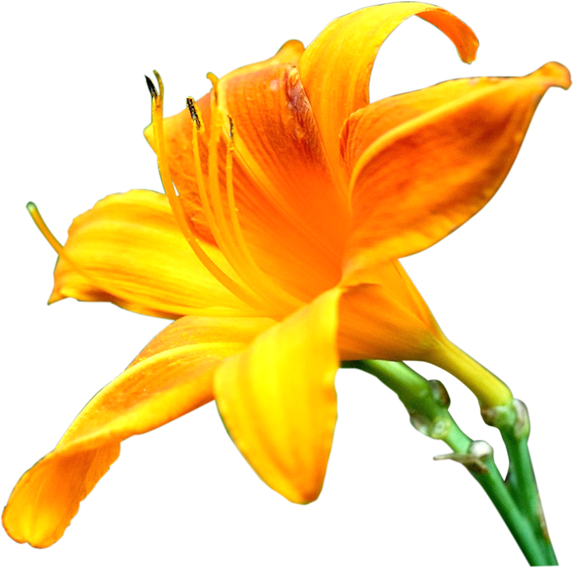 Lilly Flower Png Images Pics Photos For Designs - Orange Lily (1600x1600), Png Download