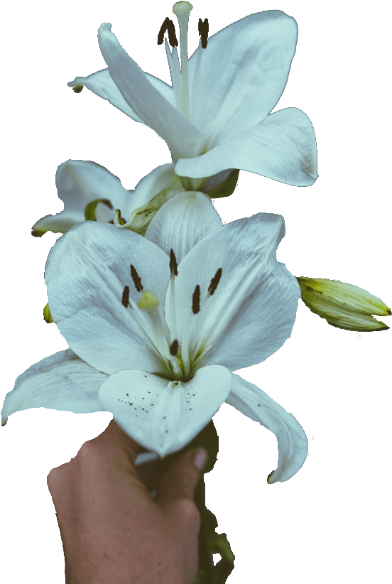 Lilies Sympathy Flowers - Stargazer Lily (594x858), Png Download