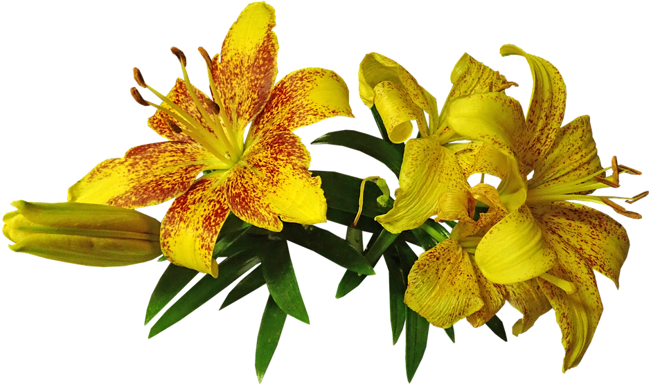 Lily, Asiatic, Flower, Bulb, Garden, Nature - Tiger Lily (960x554), Png Download