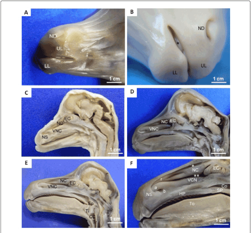 Observe Nostrils With The Nasal Diverticulum Closed, - Nasal Diverticulum (850x788), Png Download