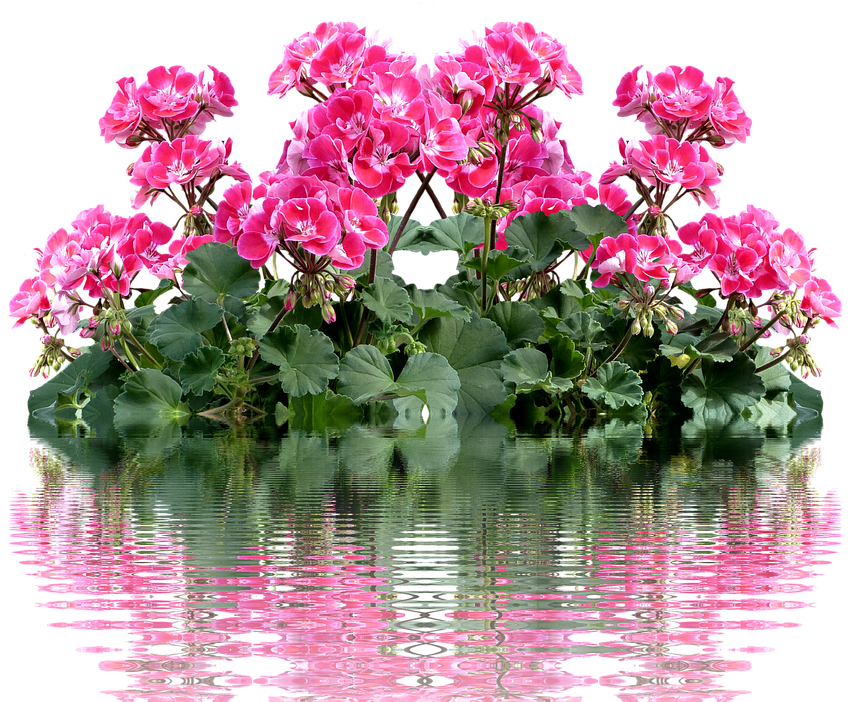 Geranium, Balkonblumen, Summer, Balcony Plant, Flower - Geraniums (960x711), Png Download