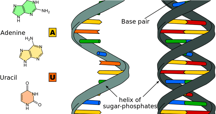 Differential Rna Expression In Late Onset Fetal Growth - Nucleic Acid Structure (800x400), Png Download