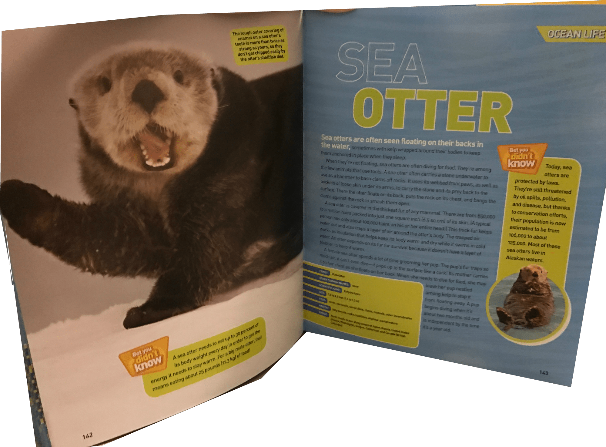 Ocean-pedia - Ferret (1999x1474), Png Download