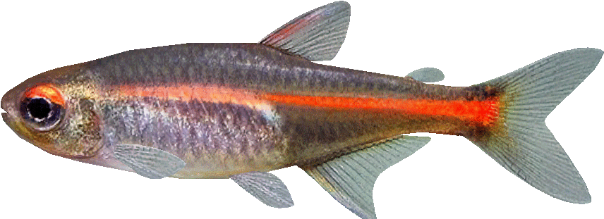 Glow Light Tetra Tropical Fish Aquarium, Fish Aquariums, - Glowlight Tetra Png (876x876), Png Download