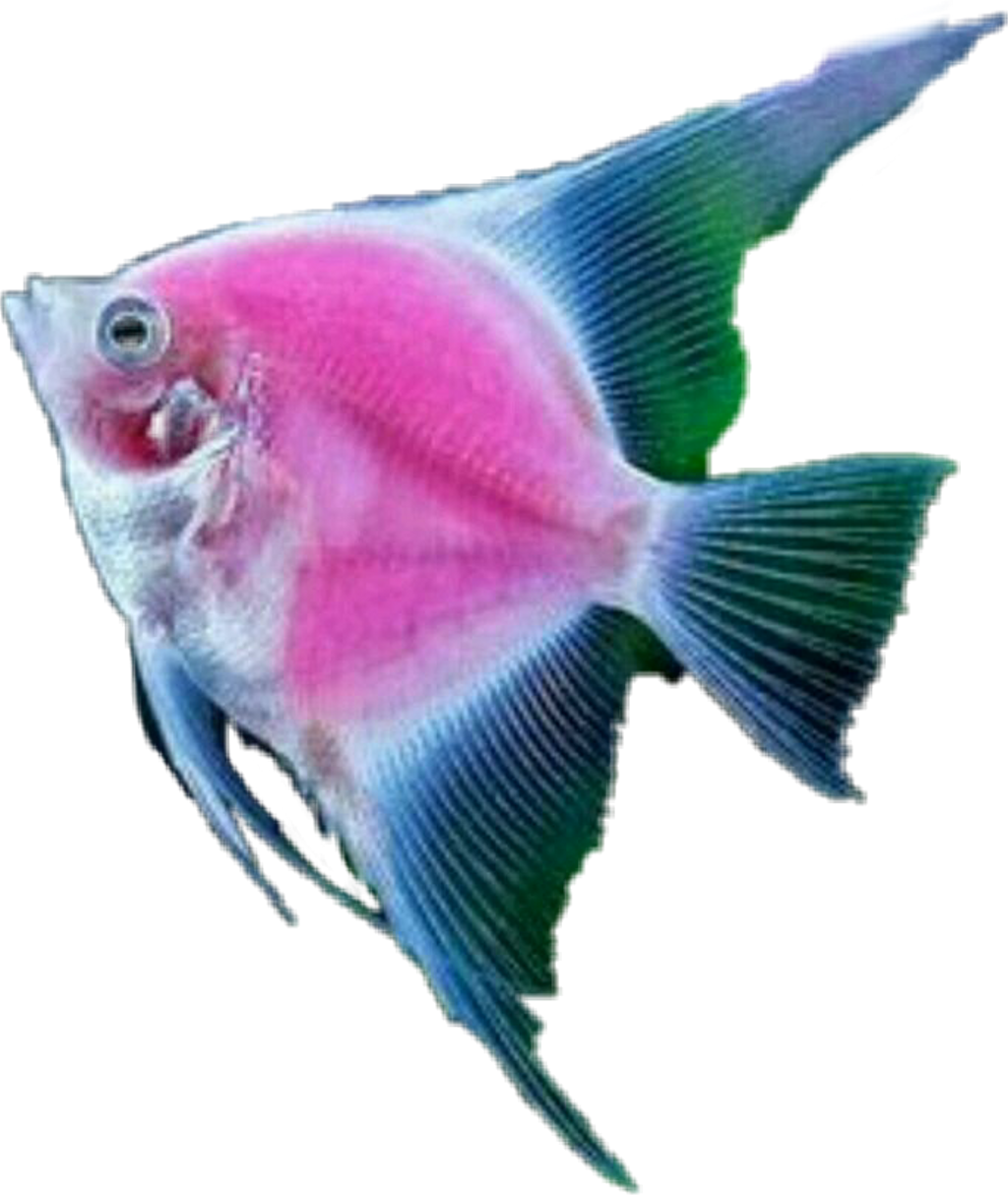 Fish Tropicalfish Scseacreatures Seacreature - Marine Biology (1024x1214), Png Download