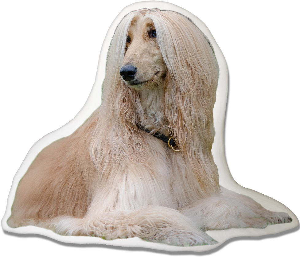 Afghan Hound Pillow - Cani Più Belli Al Mondo (1000x925), Png Download