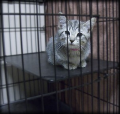 Community Service Animal Shelter (870x362), Png Download