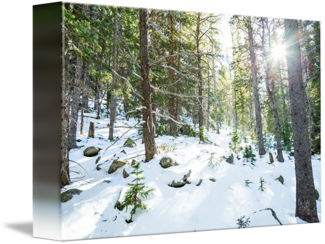 Snowy Wilderness Playground By James Bo Insogna - Snow (650x489), Png Download