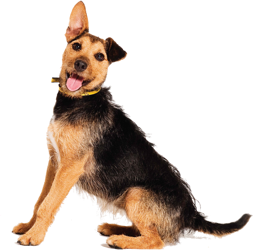 Understanding What Your Dog Is Telling You - Dog Yawns (900x884), Png Download