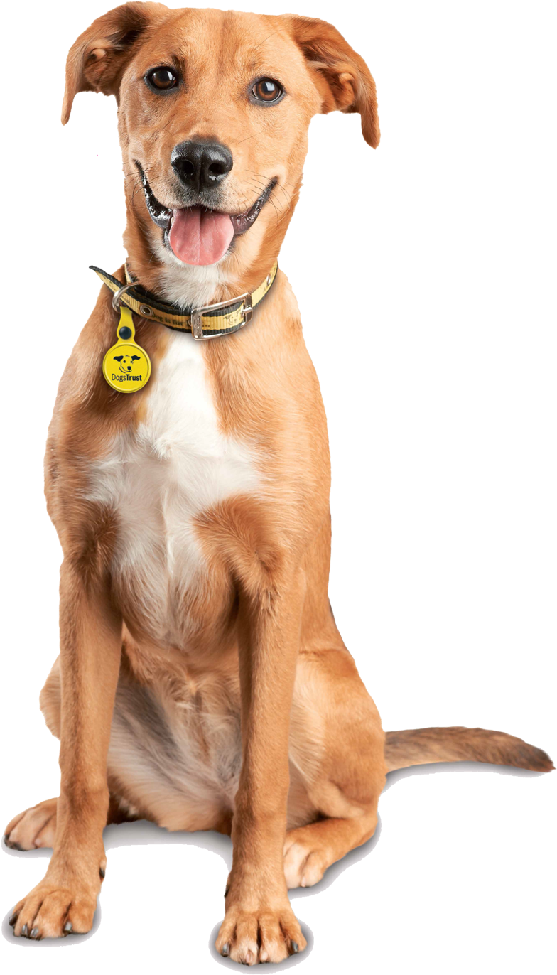 Help, My Dog Has A Behaviour Problem - Dog Catches Something (900x1436), Png Download